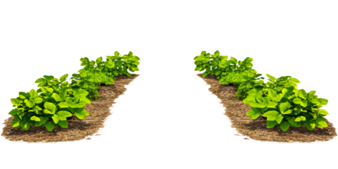 Rows of healthy green plants growing in rich soil beds on a clean white background, cut out transparent