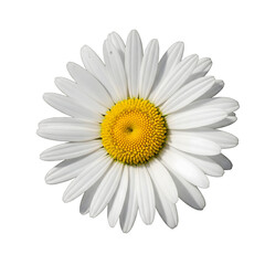 White Daisy Flower with Yellow Center on Transparent Background