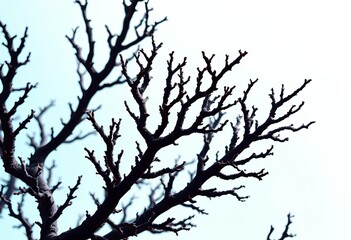 Obraz premium Intricate black coral branches, dark against a bright background, coral reef, reef