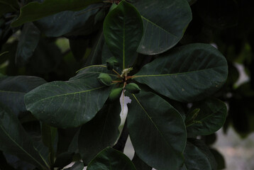 Organic fruits and vegetables from southern Mexico