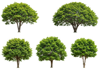 Five lush green trees with full foliage, isolated on transparent background, showcasing natural beauty and botanical diversity