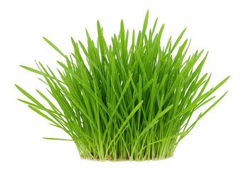Obraz premium A vibrant clump of fresh green grass, isolated on a transparent background, symbolizing growth and nature