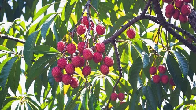 Closeup of ripe red lychee fruits hanging from a tree branch