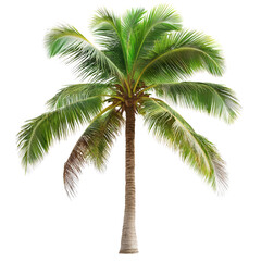 Palm tree in Paradise: A vibrant palm tree stands tall, its lush green fronds reaching towards the sky in this idyllic depiction of tropical paradise. Capturing the essence of exotic locales.