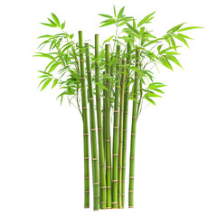 Fototapeta premium Emerald Bamboo in Bloom: A captivating portrayal of vibrant, verdant bamboo stalks and leaves, a testament to nature's elegant design and resilience.