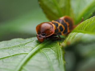 Froghopper cicada on green grass in fresh season nature