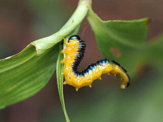 caterpillar on a leaf