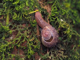 little shell macro close up in Thailand