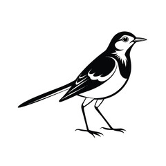 Obraz premium Elegant thin line art illustration of a wagtail bird in a smooth walking pose isolated on a white background