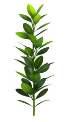 Fototapeta premium Green Ficus Tree Plant Stem with Oval Leaves Isolated on White, cut out transparent