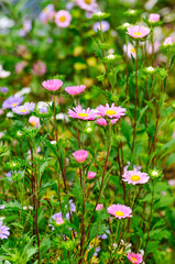 Chrysanthemum flower in garden 