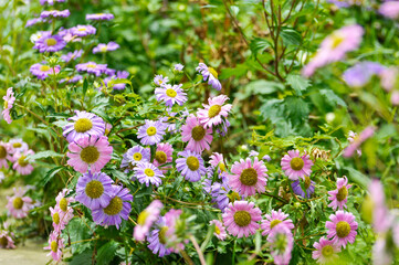 Obraz premium Chrysanthemum flower in garden 