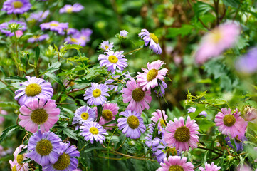 Fototapeta premium Chrysanthemum flower in garden 