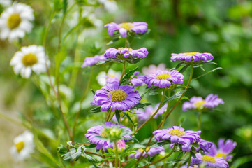 Chrysanthemum flower in garden 