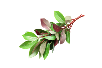 Bunch of Fresh Green and Red Leaves with Red Stems, cut out transparent