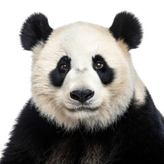 Fototapeta premium Close-up portrait of a giant panda bear face isolated on white background