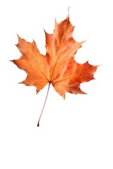 Fototapeta premium Fall maple plant leaf.