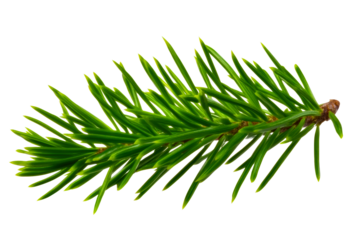 Detailed Close Up Of A Green Pine Tree Branch With Needle Like Leaves, cut out transparent