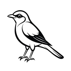 Fototapeta premium Elegant thin outline illustration of a bush shrike bird perched gracefully on a branch isolated on a clean background