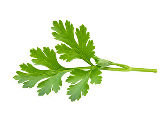 Close-up of a fresh green parsley leaf isolated on a black background