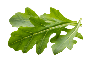 Close-up of a fresh green oak leaf with intricate veining isolated on black background
