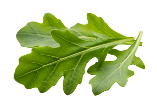 Close-up of a fresh green oak leaf with intricate veining isolated on black background