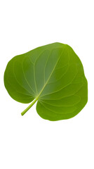 Green broadleaf plant with prominent veins and stem on white background, cut out transparent