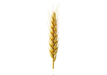 Close-up of a golden wheat spike against a black background highlighting texture and details