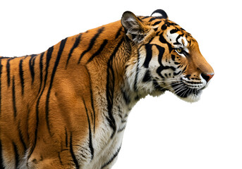 Obraz premium Close-up of a majestic tiger with vivid orange and black stripes against a black background