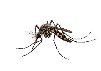 Close-up of a mosquito with detailed features and long antennae against a black background