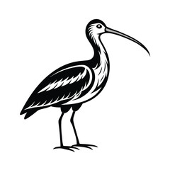 Detailed illustration of a curlew bird with its distinctive long curved beak rendered smoothly