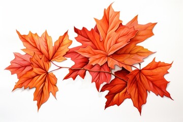 Fototapeta premium Floating fall leaves maple plant leaf.