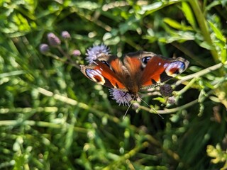 Bright red butterfly resting on summer flower in meadow with open wings
