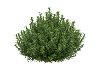 Rosemary bush isolated on transparent background