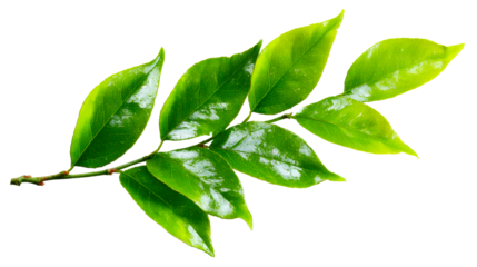 Green leaves with water droplets on a branch against white background, cut out transparent