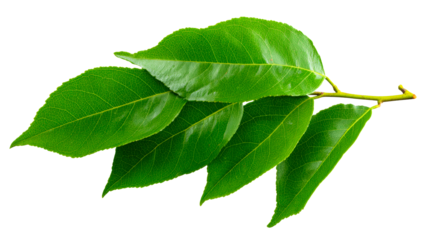 Green branch with multiple lush leaves detailed texture, cut out transparent