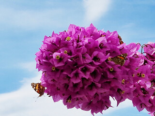 Butterflies and Bougainvillea Beneath the Summer Sky