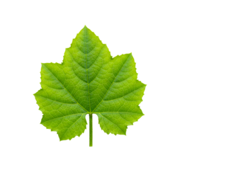 Close-up of a vibrant green maple leaf isolated on a black background highlighting intricate vein