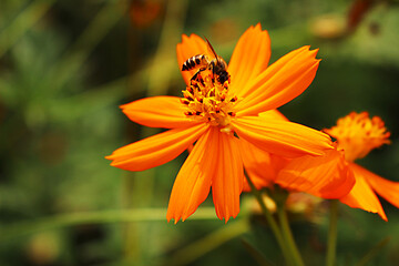 Close-up of Honey Bee Pollinating Bright Orange Cosmos Flower in Natural Garden Setting