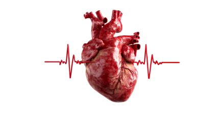 Human Heart with EKG Line Showing Vital Sign, cut out transparent