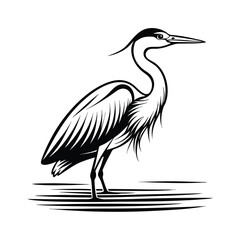Elegant heron standing in shallow water with ultra clean lines and isolated design