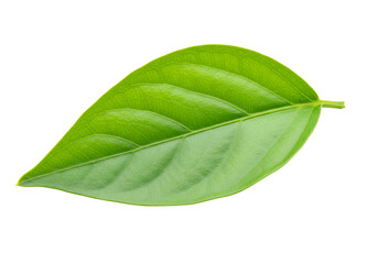 Obraz premium Close-up of Fresh Bright Green Leaf Showing Different Textures and Veins