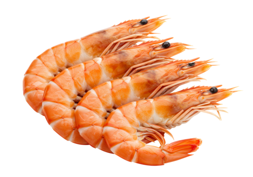 Close-up of fresh cooked shrimp with orange shell and black eyes on black background