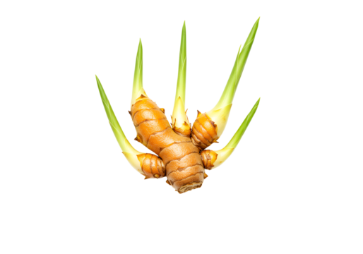 Close-up of fresh ginger root with green sprouts on a black background - Powered by Adobe