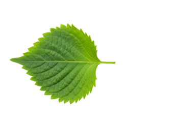 Close-up of fresh green leaf with detailed texture on black background