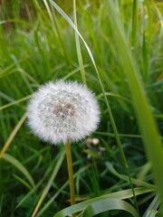 Fototapeta premium dandelion on green background