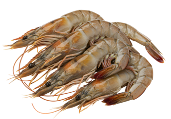 Close-up of fresh prawns or shrimp isolated on black background for seafood presentation