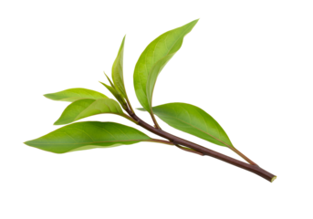 Close-up of green leaves on a brown stem isolated on black background for botanical studies