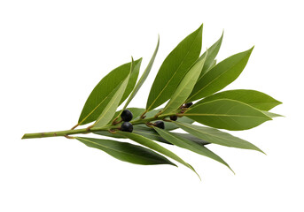 Obraz premium Close-up of olive branch with leaves and olives isolated on black background