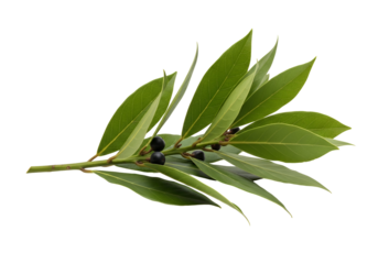 Close-up of olive branch with leaves and olives isolated on black background